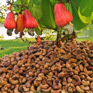 Pure Organic Cashews (Kaju) with Skin – Fresh, Delightful, and Irresistibly Nutritious!